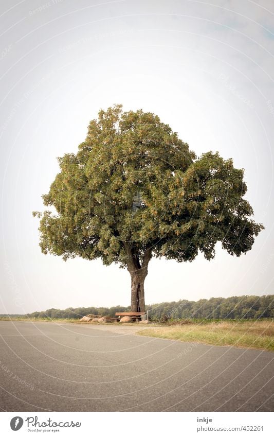 here we meet and decide to stay Umwelt Natur Landschaft Himmel Sommer Schönes Wetter Baum Eiche Feld Wald Wegrand Landstraße Waldrand Stadtrand Menschenleer