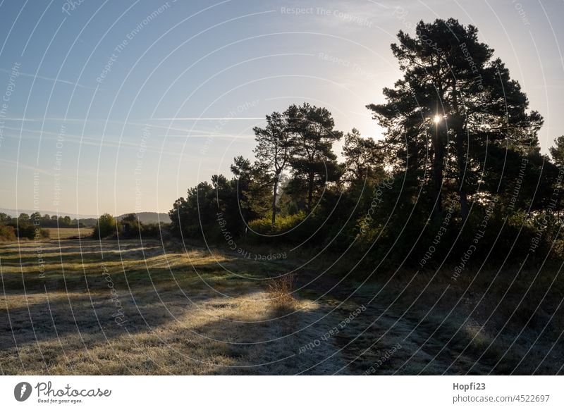 Landschaft bei Sonnenuntergang Natur Sonnenlicht Wege & Pfade aus Außenaufnahme Menschenleer Farbfoto Baum Wald Straße Licht Windstille Schatten Jahreszeiten