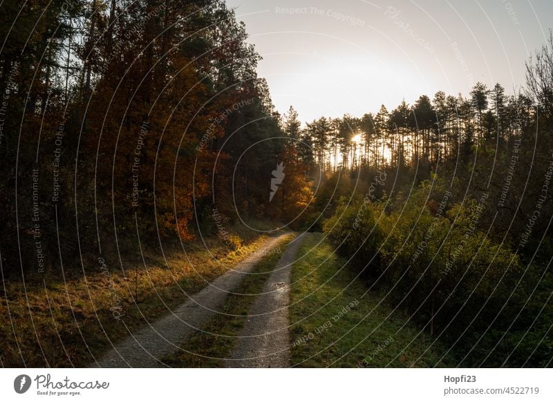 Landschaft bei Sonnenuntergang Natur Sonnenlicht Wege & Pfade aus Außenaufnahme Menschenleer Farbfoto Baum Wald Straße Licht Windstille Schatten Jahreszeiten