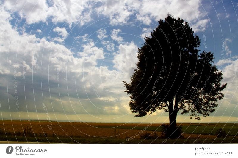 Einsamkeit Baum Wolken Stimmung Feld Wiese Sonnenuntergang Niveau Himmel Abend