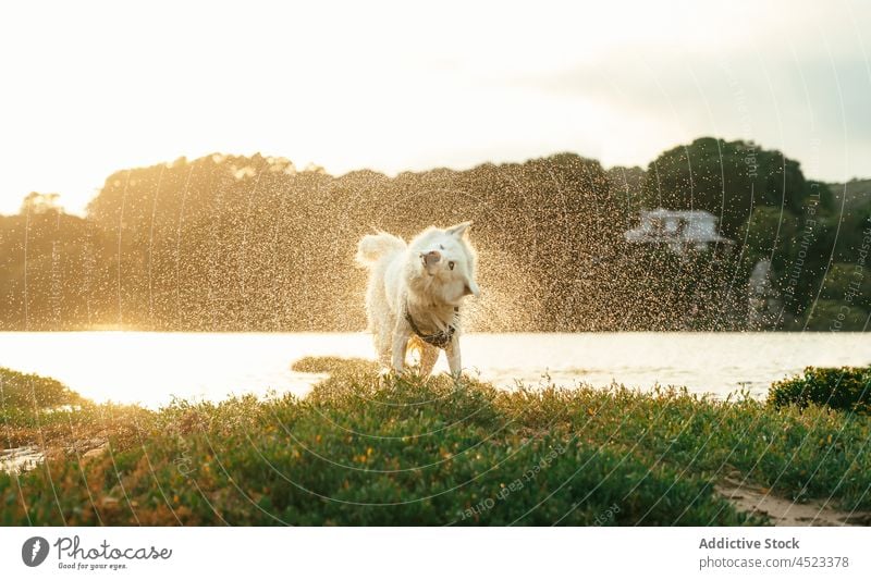 Samojedenhund am grasbewachsenen Ufer Hund samojed Tier Haustier Fluss Wasser Eckzahn Küste Natur Kabelbaum Flussufer Wald Sommer niedlich bezaubernd heimisch