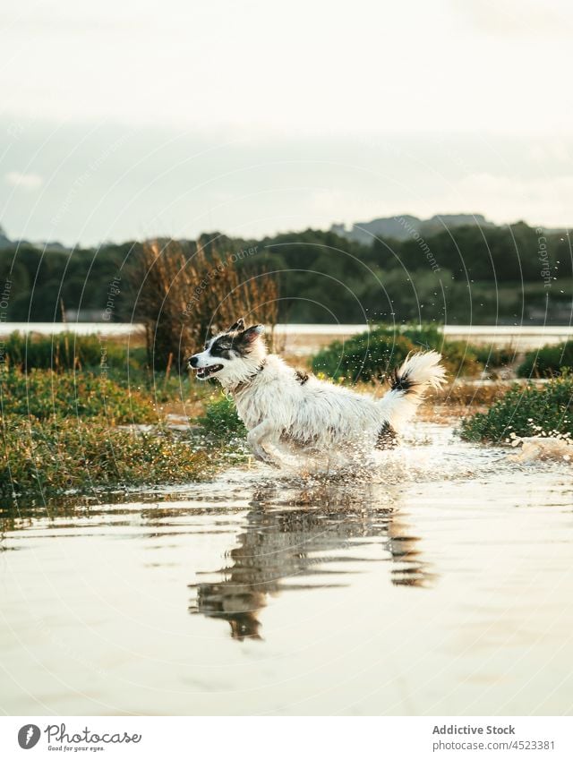 Hund auf Grasfläche im See Tier Haustier Ufer Wasser Eckzahn Küste Natur Flussufer Säugetier Wald Sommer niedlich bezaubernd heimisch Stammbaum Kreatur Umwelt