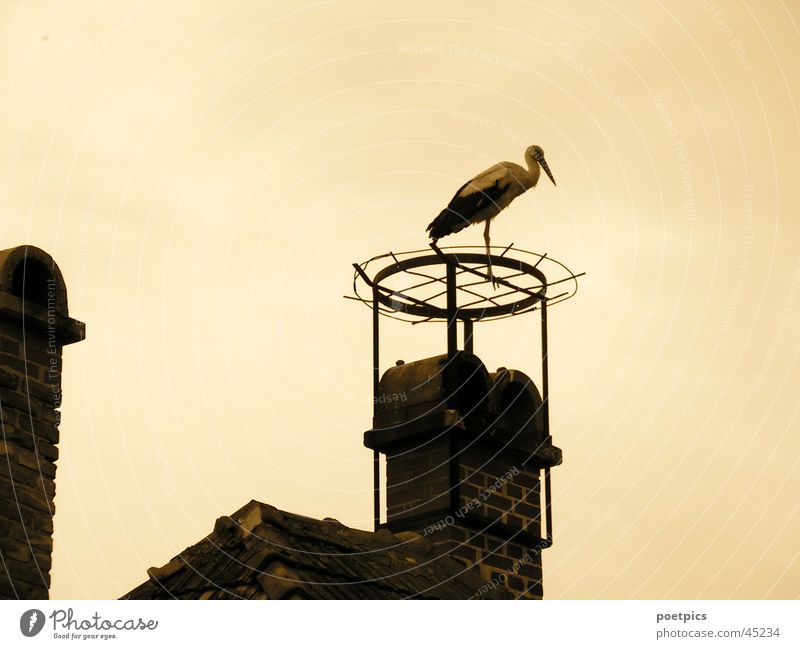 ...wer hat mein Nest geklaut? Storch Zugvogel Schornstein Dach Sepia Himmel Abend