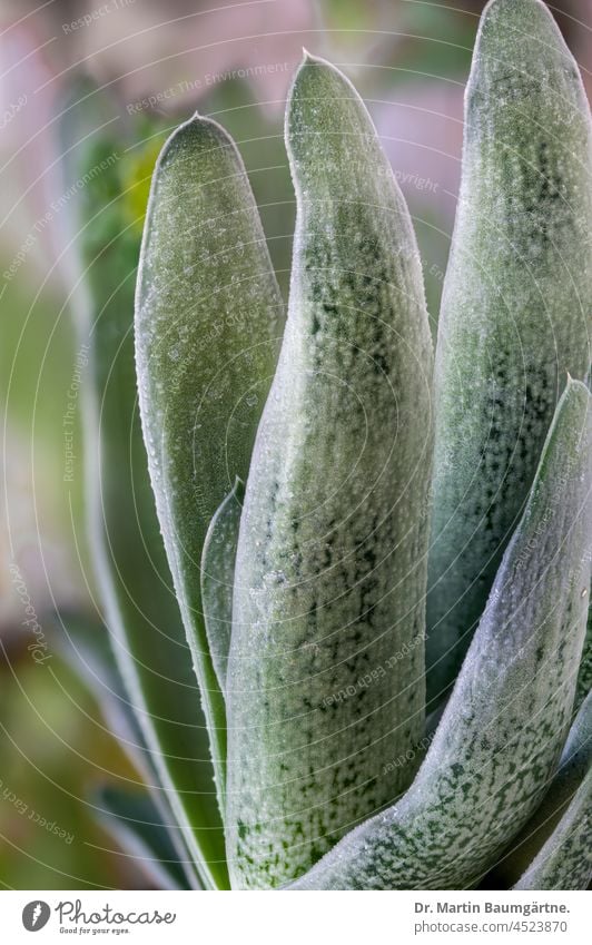 Gasteria sp. aus Südafrika Pflanze Sukkulente sukkulent Blattsukkulente Blätter zweizeilig Endemit Zimmerpflanze am Standort