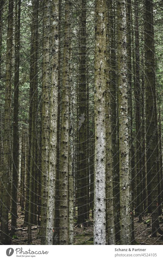 Der Wald mit lauter Bäumen Baumstämme Borkenkäfer Fichte Fichten Nadelholz Forst Umwelt Holz Forstwirtschaft Klimawandel Waldsterben Baumstamm