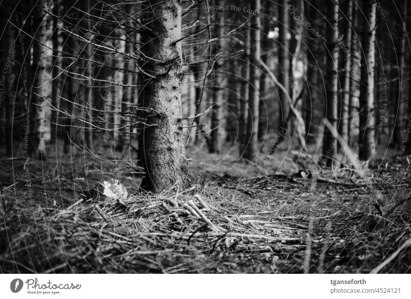 Waldboden Totholz Äste Äste und Zweige Nadelbaum Nadelwald Zweige u. Äste Umwelt Menschenleer Außenaufnahme Baumstamm Ast Herbst Pflanze Natur