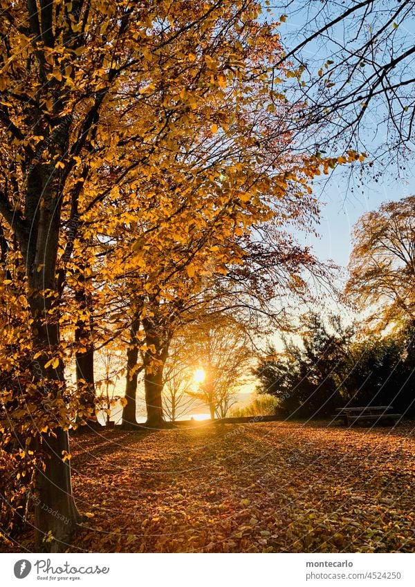 Herbststimmung am Seeufer in Überlingen am Bodensee Sonnenuntergang Gegenlicht Sonnenlicht Sonnenstrahlen Licht Abend Außenaufnahme Farbfoto Baum Schönes Wetter