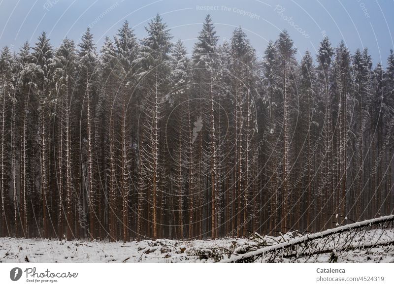 Monokultur Fichte Natur Pflanze ,Flora Baum Nadelholz Nadelbaum Wald Holz Forstwirtschaft Nadelwald Borkenkäfer Schaden Winter kalt Frost Tag Tageslicht Schnee