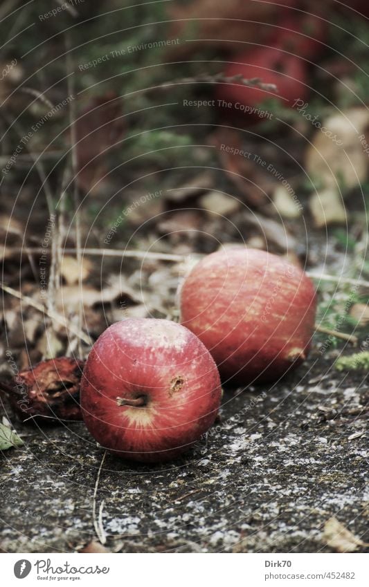 Fallobst Lebensmittel Frucht Apfel Streuobstwiese Garten Sommer Herbst Pflanze Gras Park Wiese Wege & Pfade Stein alt liegen verblüht dehydrieren Wachstum