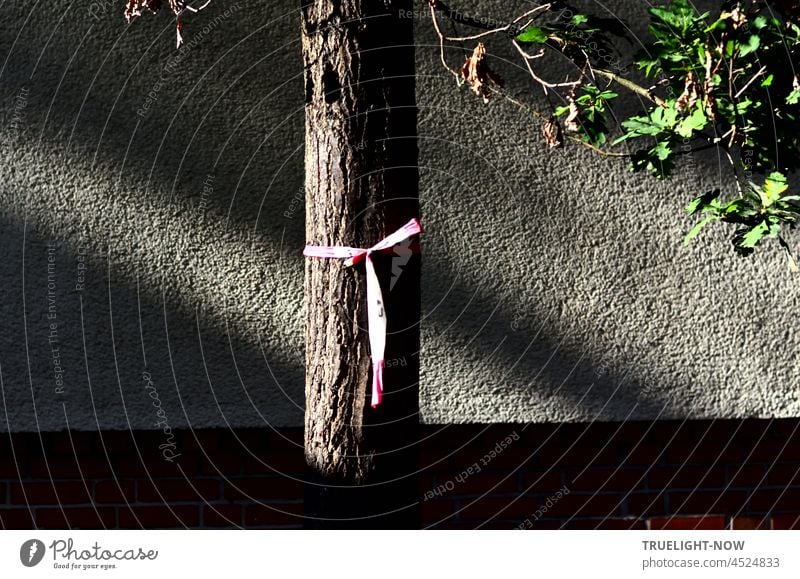 Stolz und rank und schlank / Steht die junge Eiche da / In Schatten und Licht. Baum Baumstamm Steileiche Stamm Sonnenlicht Kontrast Blätter Eichenblätter