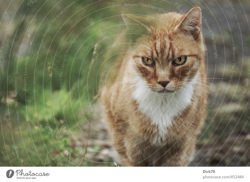 Wenn du glaubst, dass du entkommst ... Umwelt Gras Garten Wiese Wege & Pfade Tier Haustier Katze Landraubtier 1 beobachten Jagd Blick kalt muskulös rebellisch