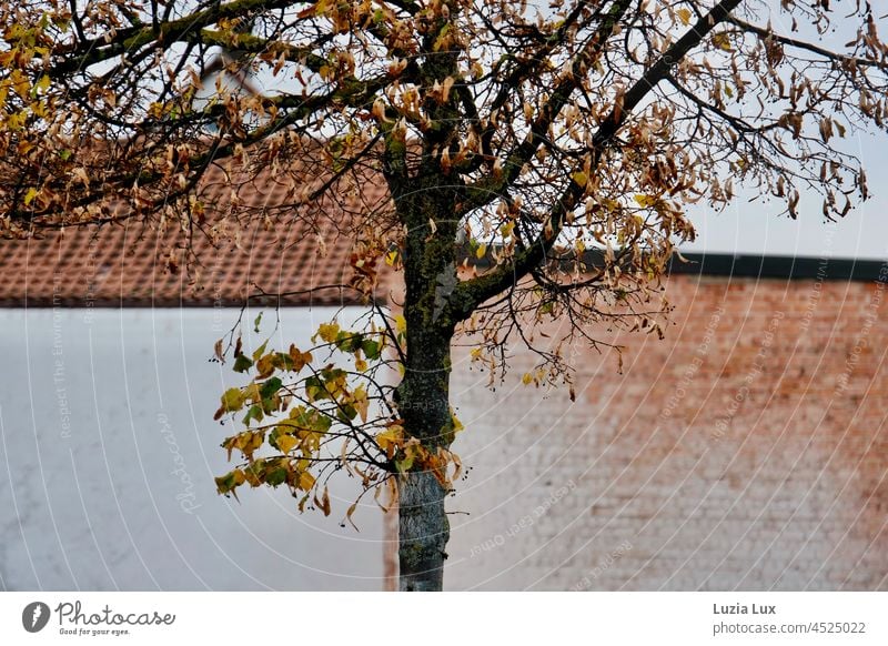 herbstlicher Straßenbaum vor roten Ziegeln und rotem Backstein urban Herbst Laub gelb Blätter orange Herbstfarben Backsteinwand Backsteinmauer Dach ziegelrot