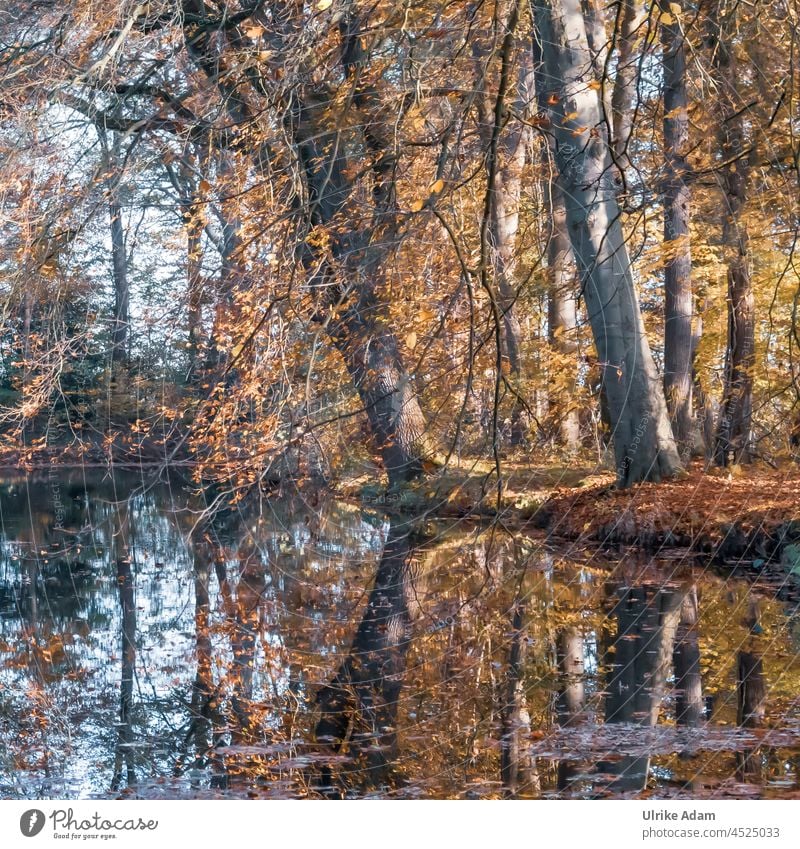 Herbstfarben am See Ast Teich Wasser Reflexion & Spiegelung Seeufer leuchten Herbstblätter Blätterdach trauerkarte Trauer November Buchen Menschenleer ruhig