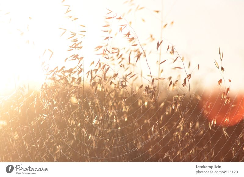 Rispengras im Gegenlicht Gras Ähren Graswiese Indian Summer Halm rispe Stengel beweglich zart federartig sanft glänzend flimmer Sommer rispen Wiese Pflanze