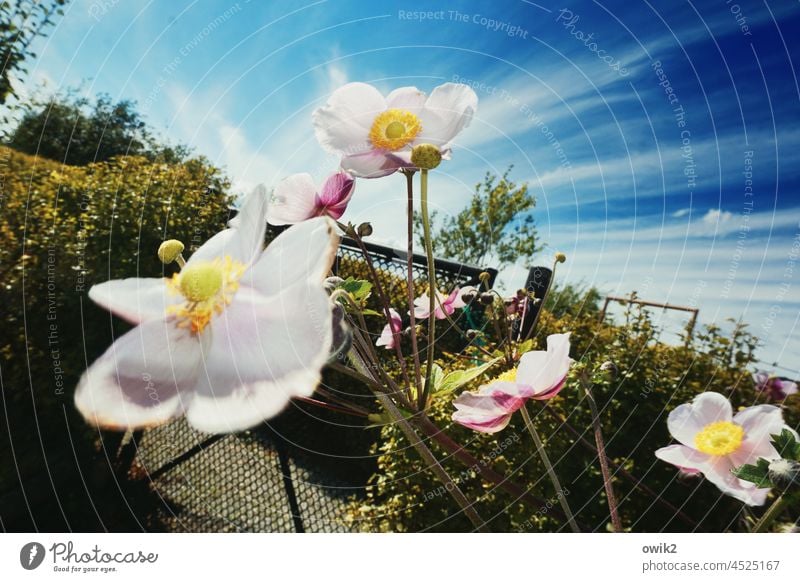 Gewächs Herbstanemonen Außenaufnahme Sonnenlicht Farbfoto Schönes Wetter Tag Blitzlichtaufnahme geheimnisvoll Blume Blüte Pflanze Natur Halme Sommer Windröschen