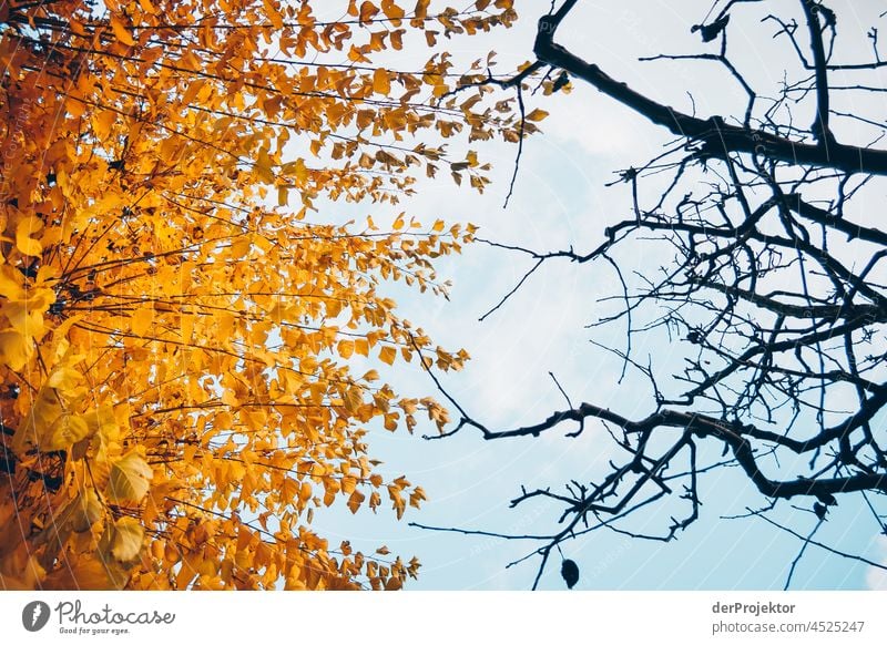 Gelbes Blätter am Baum links, keine Blätter am Baum rechts im Herbst Kontrast Starke Tiefenschärfe Tag Textfreiraum unten Textfreiraum oben Textfreiraum Mitte