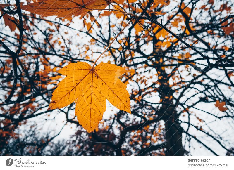 Gelbes Blatt am Baum im Herbst Kontrast Starke Tiefenschärfe Tag Textfreiraum unten Textfreiraum oben Textfreiraum Mitte Textfreiraum rechts Menschenleer