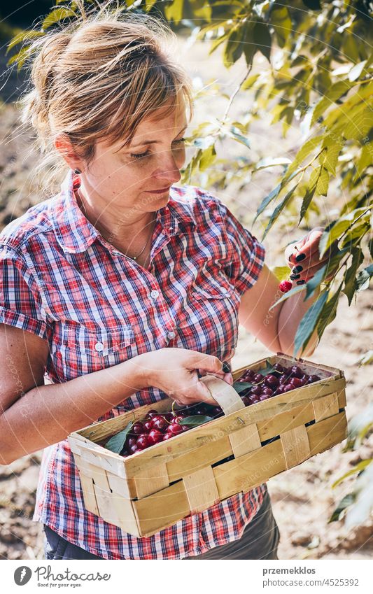 Frau pflückt Kirschen im Obstgarten. Gärtner bei der Arbeit im Garten Kommissionierung Frucht Landwirt Ernte pflücken Sammeln saftig Wachstum horizontal Frische