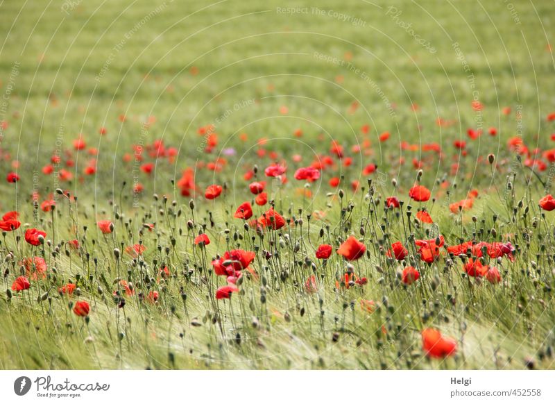 Mohntag... Umwelt Natur Landschaft Pflanze Sommer Schönes Wetter Blume Nutzpflanze Getreide Gerste Gerstenfeld Mohnblüte Feld Blühend stehen Wachstum ästhetisch