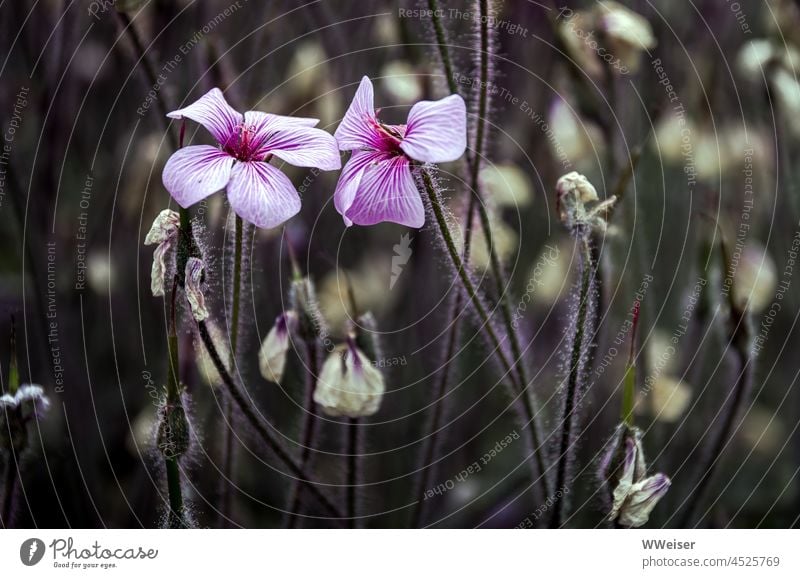 Zwei blasslila Blumen stecken die Köpfe zusammen Blüten verwelkt Herbst Dialog Romanze romantisch Stengel zart Härchen Herbstspät Alter flüstern verliebt letzte