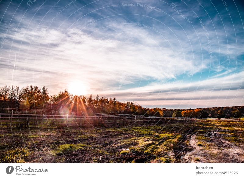 guten morgen sonnenschein Gegenlicht Sonne Sonnenlicht Sonnenuntergang Gräser Zaun Herbstlaub Äste und Zweige Herbstlandschaft geheimnisvoll schön verträumt