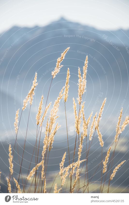 Herbstlich raschelnde Gräser vor dunstiger Bergkulisse Pflanze Gras Natur Tag Gedeckte Farben Licht Morgen leuchten natürlich Grünpflanze dünn blau stark