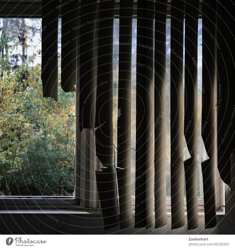 Beschädigte Jalousie vor Fenster mit Blick ins Grüne Licht Schatten Streifen Fensterrahmen verlassen alt lost places verfallen kaputt Vergänglichkeit Verfall