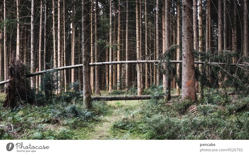 wind of change Wald Sturm Sturmschaden entwurzelt Baum Umsturz Gefahr Wetter Ereignis quer liegen Unwetter Opfer Wind Umwelt Landschaft Klimawandel