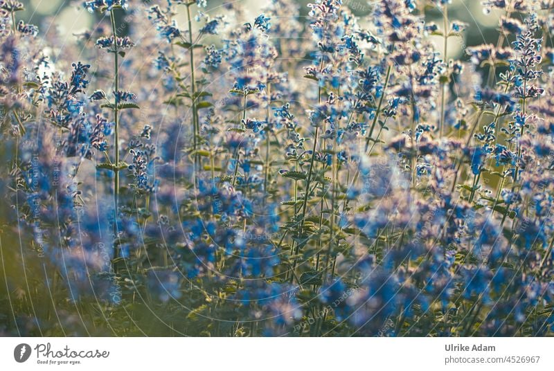 Gartenimpressionen - Echte Katzenminze ( Nepeta cataria ) Katzen-Minze natürlich Pflanze Nahaufnahme Sommer Natur Blumen Blüte Blüten Bienenfreund Gegenlicht