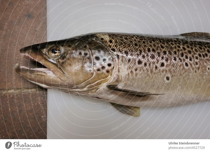 Frisch gefangene Bachforelle auf weißem Brett Forelle Fang fangfrisch Fisch Ernährung Totes Tier Nahaufnahme Tierporträt Angeln Fischfang Tupfen Schuppenkleid