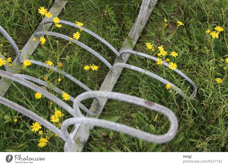 Fahrradständer in einer Wiese mit gelben Blumen Metall Pflanze Sommer Sommerblumen Nahaufnahme Detailaufnahme Außenaufnahme Menschenleer Farbfoto Blüte Blühend