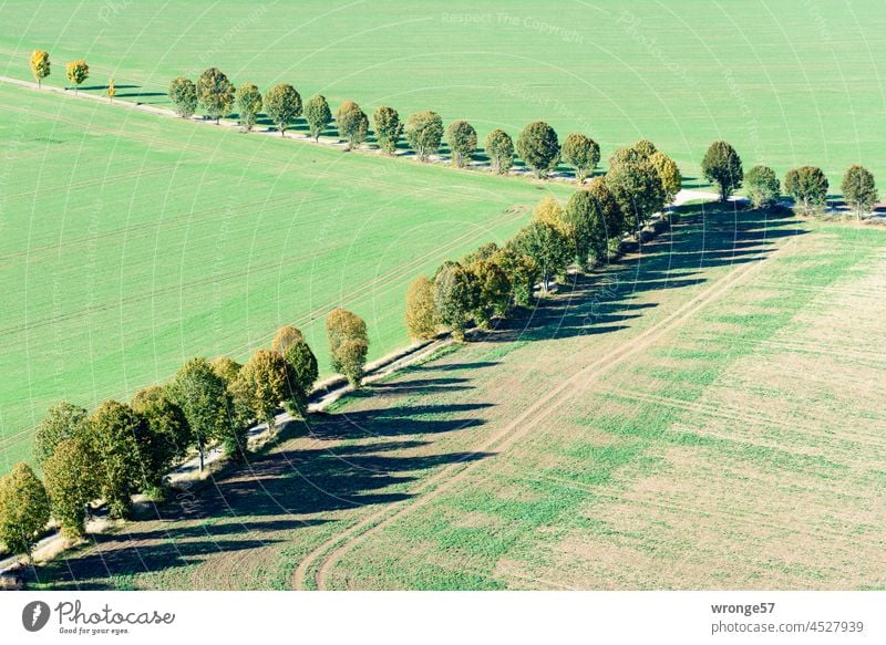 Weggabelungen in Feld und Flur aus der Vogelperspektive Feldweg Abzweigung Landschaft Außenaufnahme Wege & Pfade Menschenleer Tag Farbfoto grün Bäume Baumreihe