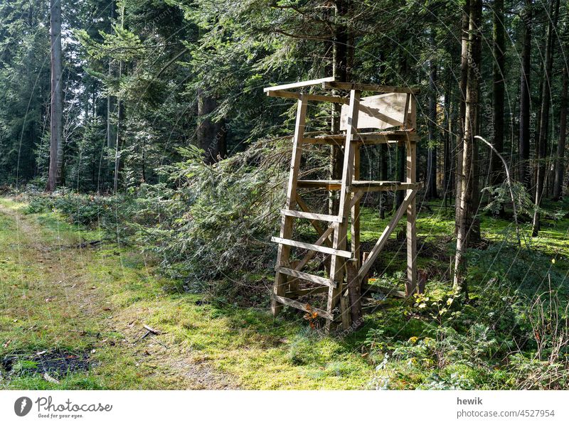 Hochsitz Wald Natur Holz Förster Jäger Jagd Leiter menschenleer textfreiraum