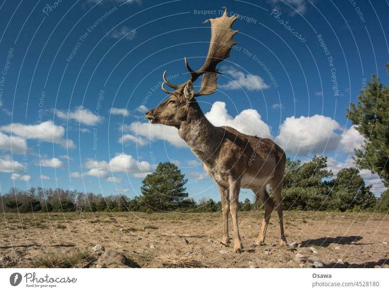 Hirsch Reh Rotwild Wild Tier Säugetier blauer Himmel Geweih Natur Wildtier Wald Menschenleer Tierporträt Außenaufnahme Farbfoto Umwelt Tierwelt