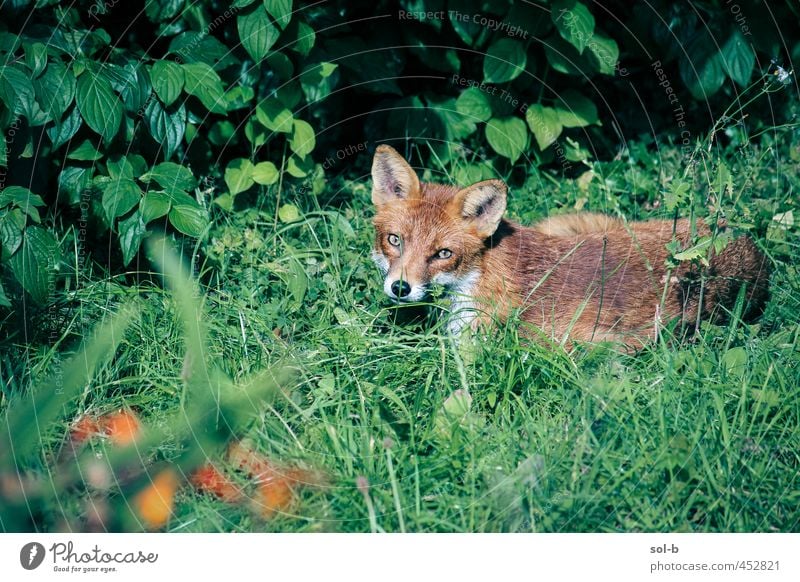 Fuchs Natur Pflanze Gras Sträucher Blüte Garten Park Tier Wildtier 1 nah natürlich Tierliebe achtsam wach Wachsamkeit Vorsicht Erholung Sonnenbad Wildnis