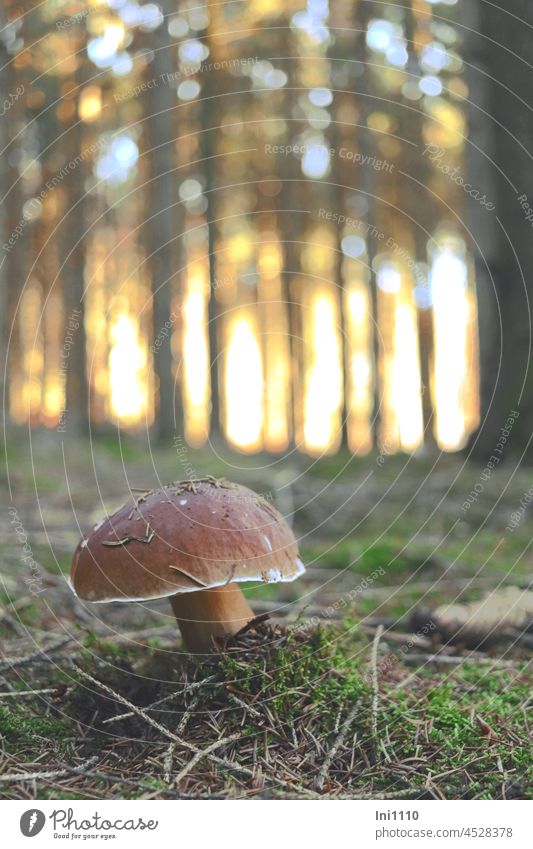 Fichtensteinpilz Natur Wald Fichtenwald Steinpilz Boletus edulis Speisepilz Pilz dickfleischig brauner Hut weißer Rand Fichtenstämme Waldboden Moos