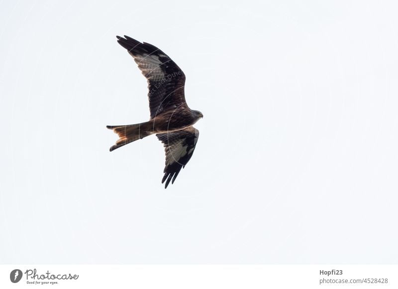 Rotmilan auf Futtersuche Greifvogel Vogel Tier Schnabel Feder Auge Natur Blick braun Wildtier Außenaufnahme Flügel Farbfoto fliegen Himmel Tag Tierwelt weiß