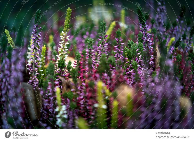 Erica, Heidekräuter Natur Flora Botanik Pflanze Heidekraut Garten Tag Tageslicht verblühen Blume Blüte wachsen Grün Violett Gelb Lila Rosa