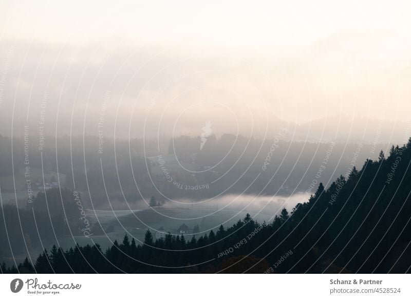 Morgenstimmung im Schwarzwald Nebel Landschaft Wald Außenaufnahme Baum Wetter Wolken morgens Bäume