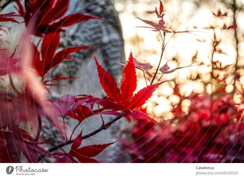 Im Abendlicht leuchten die Blätter des Ahorns auf dem Friedhof Natur Flora Pflanze Baum Roter Fächerahorn Grabstein Sonnenuntergang Rosa Stimmung Abenddämmerung