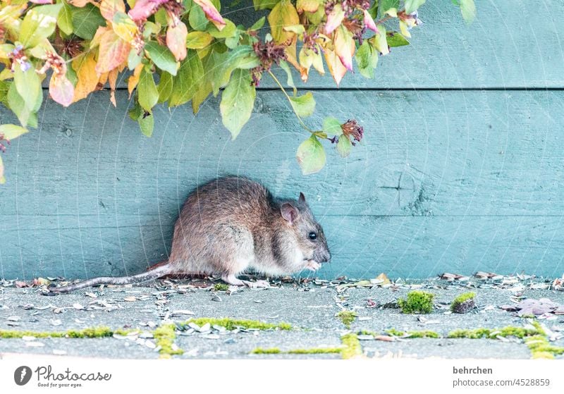 mitbewohner Tierporträt Tiergesicht Farbfoto Tierliebe niedlich Menschenleer Außenaufnahme Neugier beobachten Garten frech klein Wildtier Natur Nagetiere Ratte