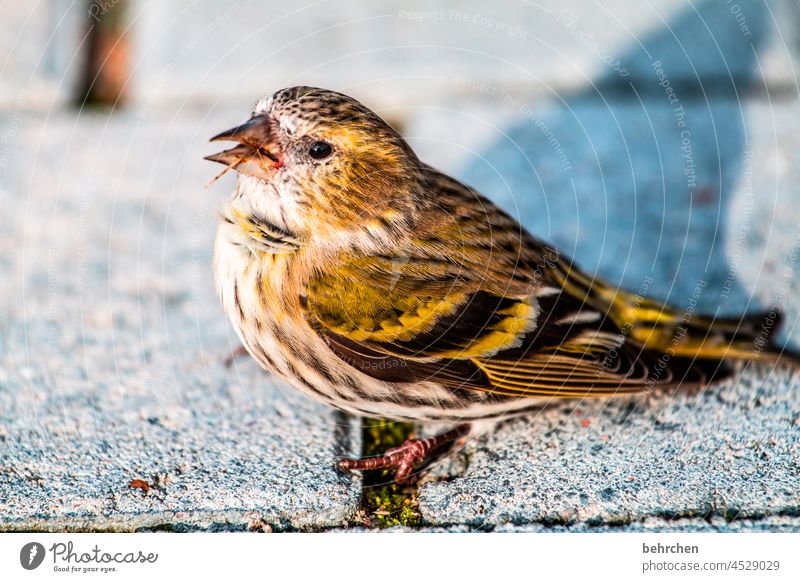 tschiep tschiep Tiergesicht Wildtier Gefieder Natur außergewöhnlich Vogel Federn Flügel niedlich schön klein Schnabel Farbfoto Licht Tag Menschenleer