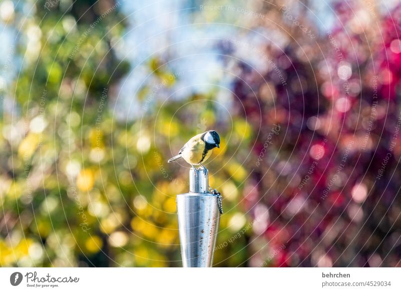 du hast wohl ne meise!? Meisen Herbst Außenaufnahme Jahreszeiten Vogel Tier hübsch niedlich Farbfoto Natur Garten Vögel Sträucher Tierliebe Wildtier Tierporträt