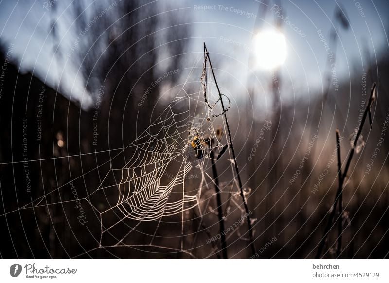 kunstwerk Jahreszeiten Winter Herbst Wald Kunstwerk spinnenweben verträumt Gegenlicht Licht Feld Blume Zweige u. Äste Garten Wiese Sonnenaufgang Sonnenlicht