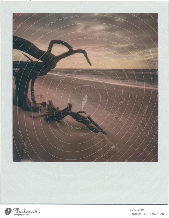 Darßer Weststrand auf Polaroid Totholz tot Idylle Pflanze wild natürlich Ferien & Urlaub & Reisen Erholung Sand Wind Stranddüne Baum Natur Meer Landschaft