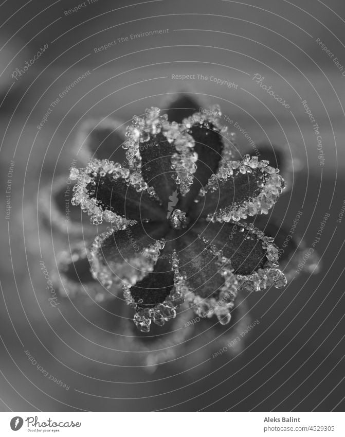 Eine kleine Blüte voller Tautropfen in schwarzweiß Natur Nahaufnahme Schwache Tiefenschärfe Wassertropfen Außenaufnahme Detailaufnahme Makroaufnahme Tropfen