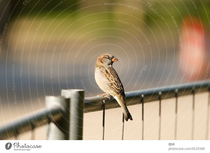 Hallo Spatz?! Sperling Haussperling Zaun Nahaufnahme Natur Treu Neugierig Tier Vogel Federkleid Wildtier sitzend braun grau Tag Farbfoto Flügel Rückblick