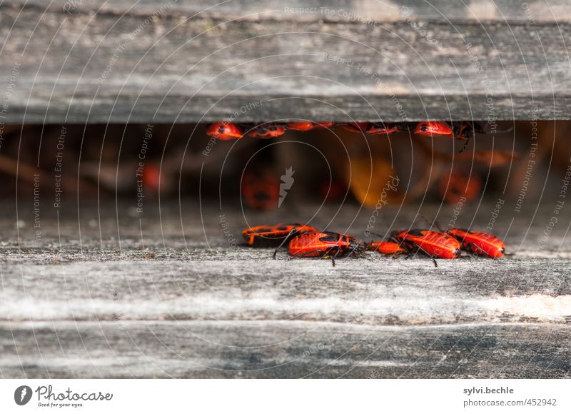 Untermieter - glückliche Großfamilie Sommer Häusliches Leben Wohnung Umwelt Natur Tier Wildtier Käfer Tiergruppe Schwarm Tierfamilie Holz sitzen Zusammensein