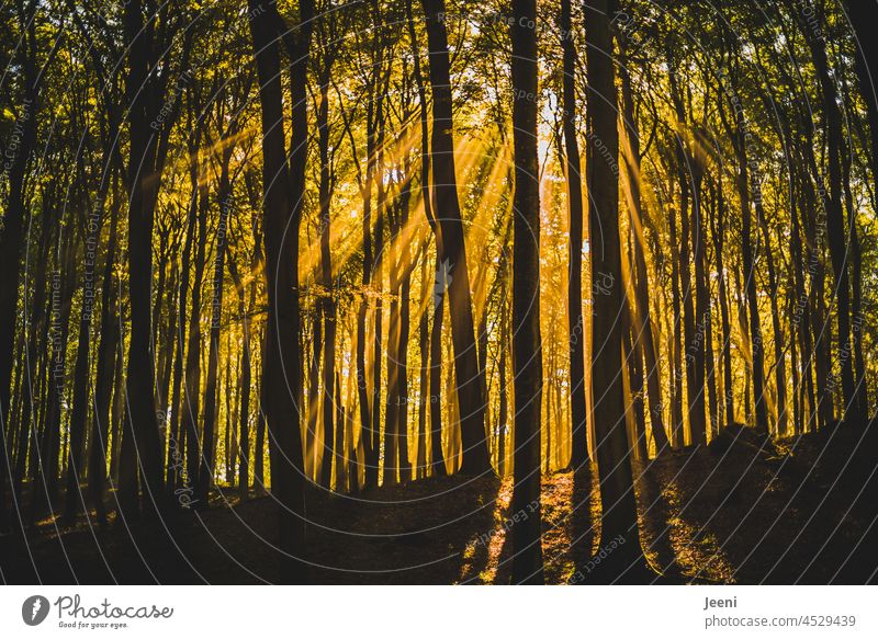 Den Tag mit ein paar Sonnenstrahlen beginnen Herbst herbstlich Natur Wald Naturliebe erleben Bäume Sonnenlicht Strahlen September Oktober Einatmen genießen