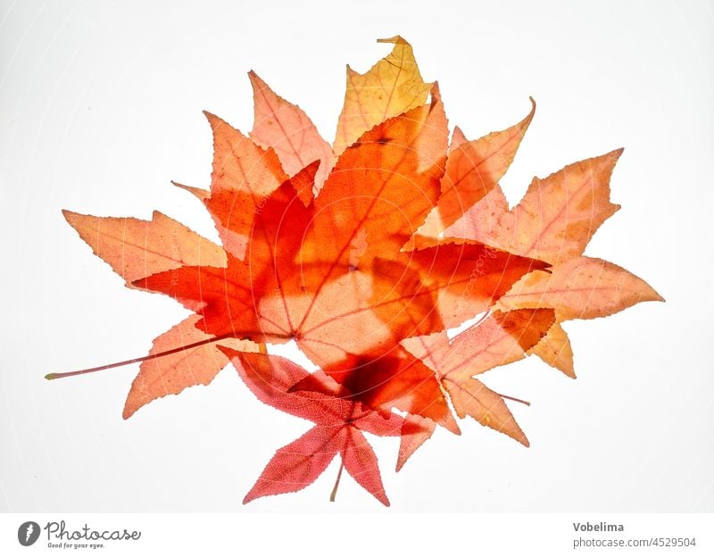 Herbstlaub vor weissem Hintergrund blatt ahornblatt herbstlaub bunt farbe oktober gelb orange rot braun natur jahreszeit november ahornahornblatt ahornblaetter